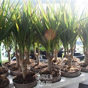 Драцена Маджента 11/50 - фото 19663