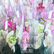 Орхидея Фаленопсис 12/60 - фото 19671