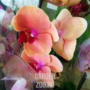 Орхидея Фаленопсис 12/60 - фото 19672