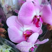 Орхидея Фаленопсис 12/60 - фото 19673