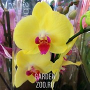 Орхидея Фаленопсис 12/60 - фото 19674