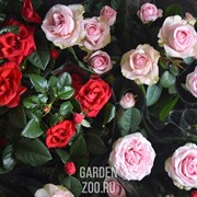 Роза Микс 12/30 - фото 19678
