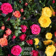 Роза Микс 12/30 - фото 19679