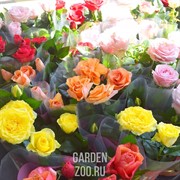 Роза Микс 12/30 - фото 19680