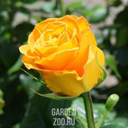 Роза Микс 12/30 - фото 19681