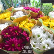 Хризантема Даубл 13/28 - фото 19685