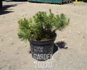 Сосна горная Мугус С3/4 30-45 - фото 21426