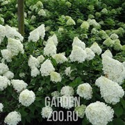 Гортензия метельчатая Полар Бир - фото 22469