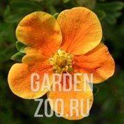 Лапчатка Хоуплс Орандж - фото 22553