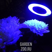 Фитосветильник Кольцо на прищепке 10 Вт - фото 22673