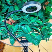 Фитосветильник Кольцо на прищепке 10 Вт - фото 22675