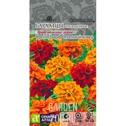 Бархатцы Френч Дварф Огненный ковер 8шт - фото 22744