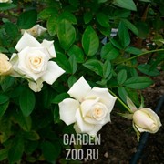 Роза Жадэ - фото 22894