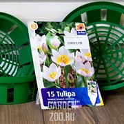 Тюльпан Лайлак Уандер (15) - фото 23134