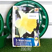 Нарцисс Магнет (5) - фото 23183