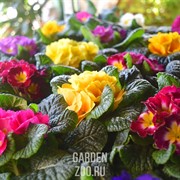 Примула Ромио 3шт - фото 24345