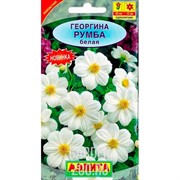 Георгина Румба белая - фото 24639