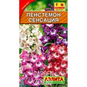 Пенстемон Сенсация - фото 24851