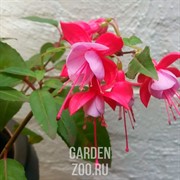 Фуксия 23 - фото 25097
