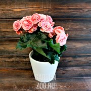 Бегония Бориас 14/28 - фото 25100