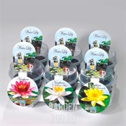 Нимфея Микс 11/30 - фото 25129