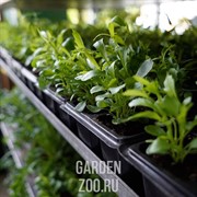 Бархатцы Прямостоячие Дискавери Еллоу (сеянец) - фото 25169