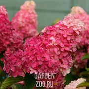 Гортензия метельчатая Фрайз Мельба С15 30-40 - фото 25261