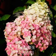 Гортензия метельчатая Фрайз Мельба С15 30-40 - фото 25262