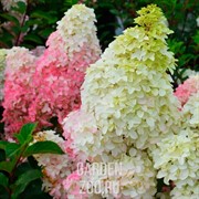 Гортензия метельчатая Фрайз Мельба С15 30-40 - фото 25263