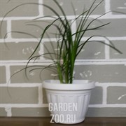 Горшок ТЕРРА настенный 15*11,5 1л белый - фото 25542