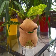 Кашпо Бык с травой 18*20*14см 0,7л - фото 26132