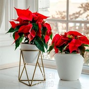 Подставка на подоконник Лофт на 1 цветок металл золотая 66-602-G - фото 26401