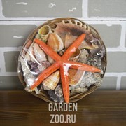 Набор Ракушек в Корзине №8 - фото 26512