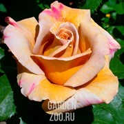 Роза Хани Дижон - фото 26708