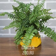 Кашпо ТЕХНО 0,22л оливка - фото 27027