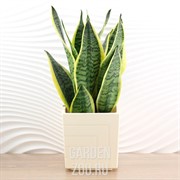 Горшок Квадро 3,3л ванильный с вкладкой - фото 27115