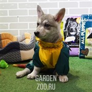 Комбинезон БАДИ болонь+синтепон 806 пекинес - фото 27917