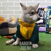 Комбинезон БАДИ болонь+синтепон 806 пекинес - фото 27918