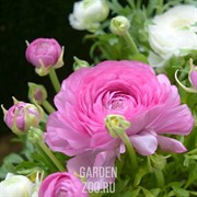 Ранункулюс Цветущая долина смесь 3шт - фото 28107