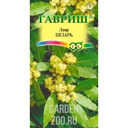 Лавр благородный Цезарь 3шт - фото 28110