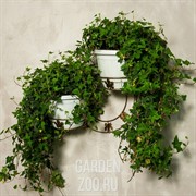 Подставка 15-112 настенная на 2 цветка - фото 28449