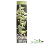 Жимолость голубая - фото 28699