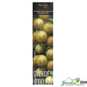 Крыжовник обыкновенный Хинномаки Гелб - фото 28701