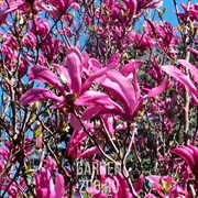 Магнолия сьюзана - фото 28703