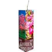 Магнолия сьюзана - фото 28704