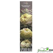 Пион Зеленая Яшма - фото 28706