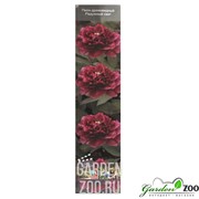 Пион Радужный Свет - фото 28709