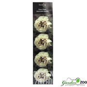 Пион Шелковая Вуаль - фото 28711