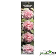 Пион Горный Ручей - фото 28714