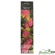 Спирея японская Мэджик Карпет - фото 28717